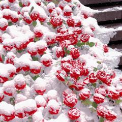 雪中玫瑰手机壁纸