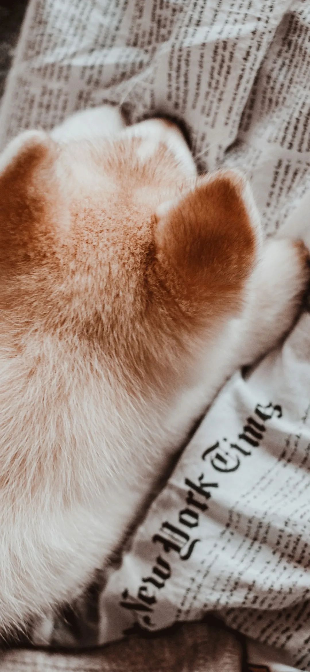 趴在报纸上睡觉的小狗手机壁纸