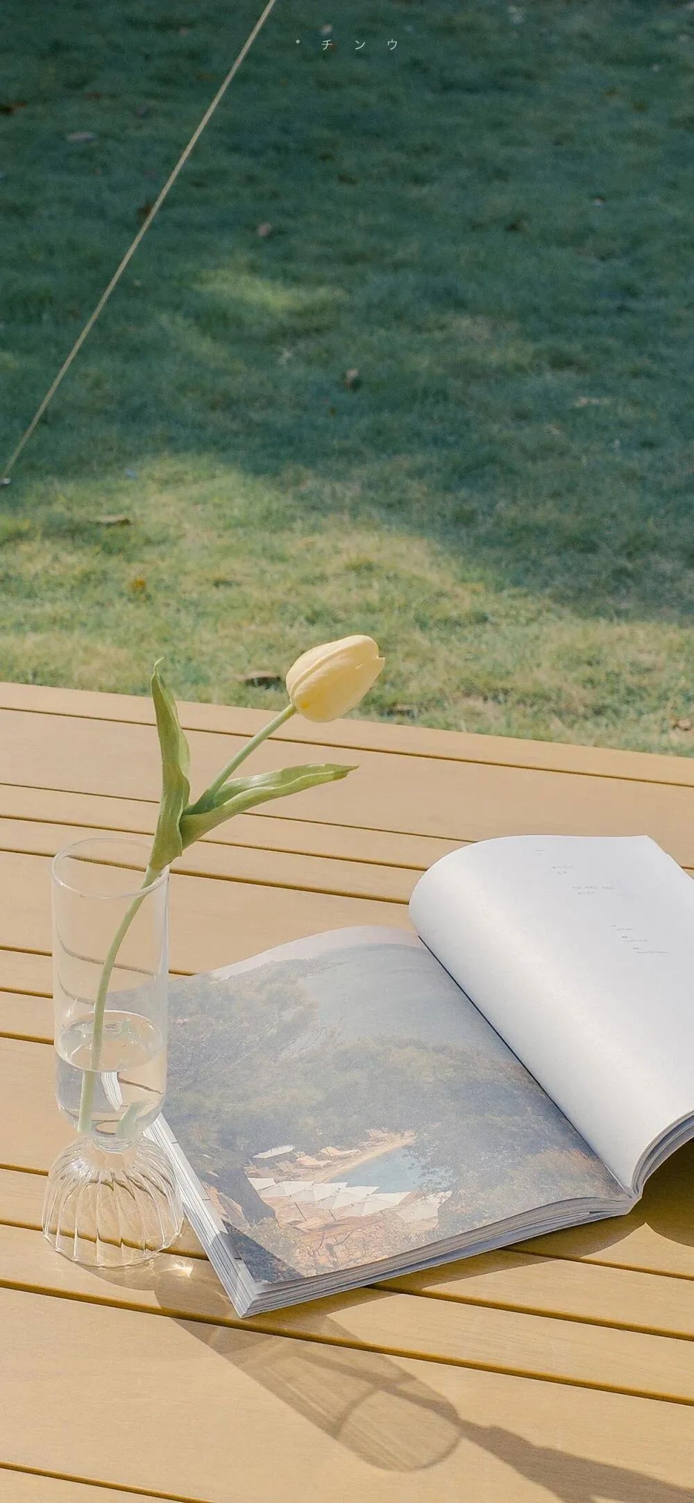 白色郁金香和打开的书本手机壁纸