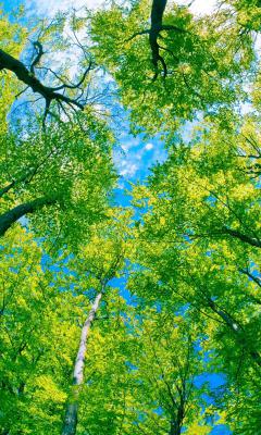绿树成荫蓝天白云护眼清新手机壁纸