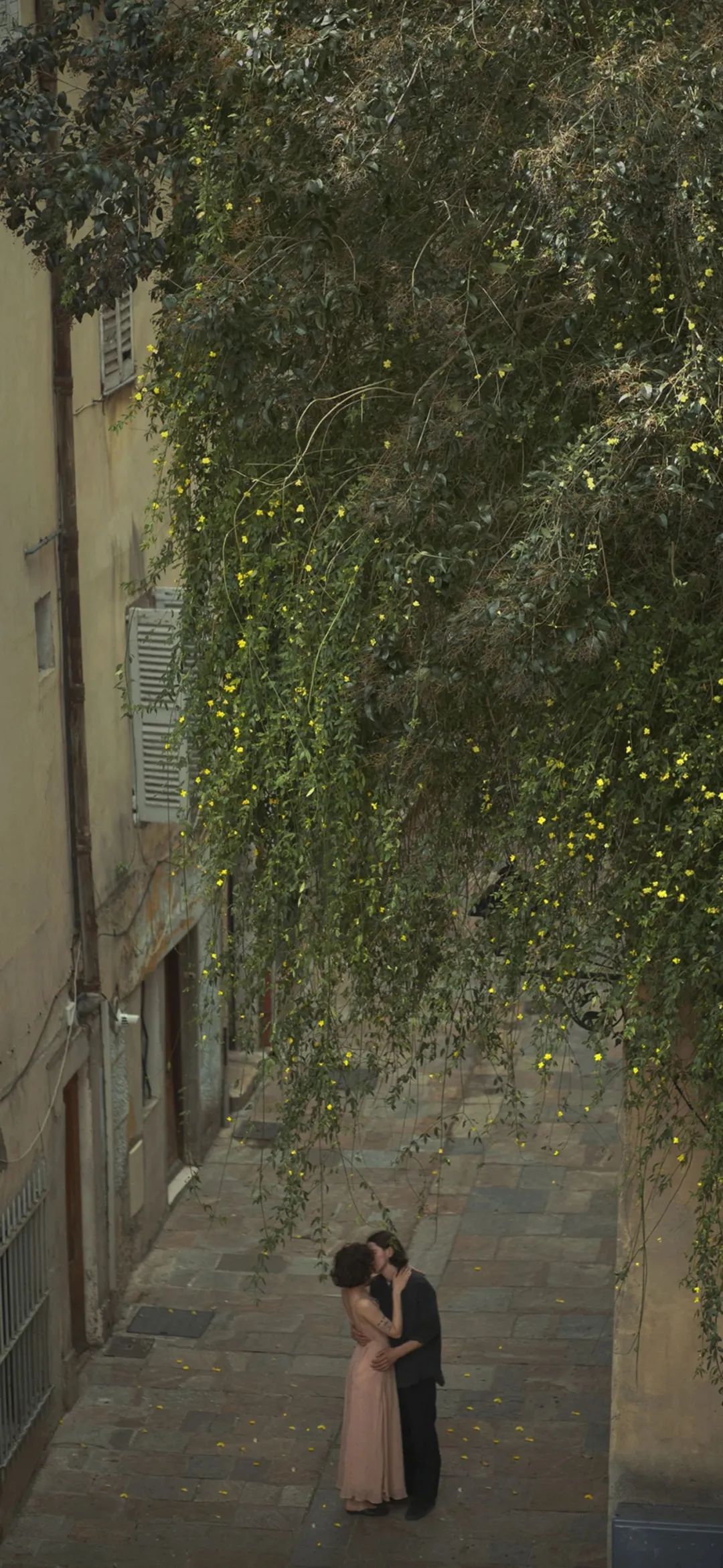 浪漫的法国街道情侣树下亲吻手机壁纸