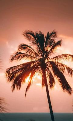 夕阳下的棕榈树手机壁纸