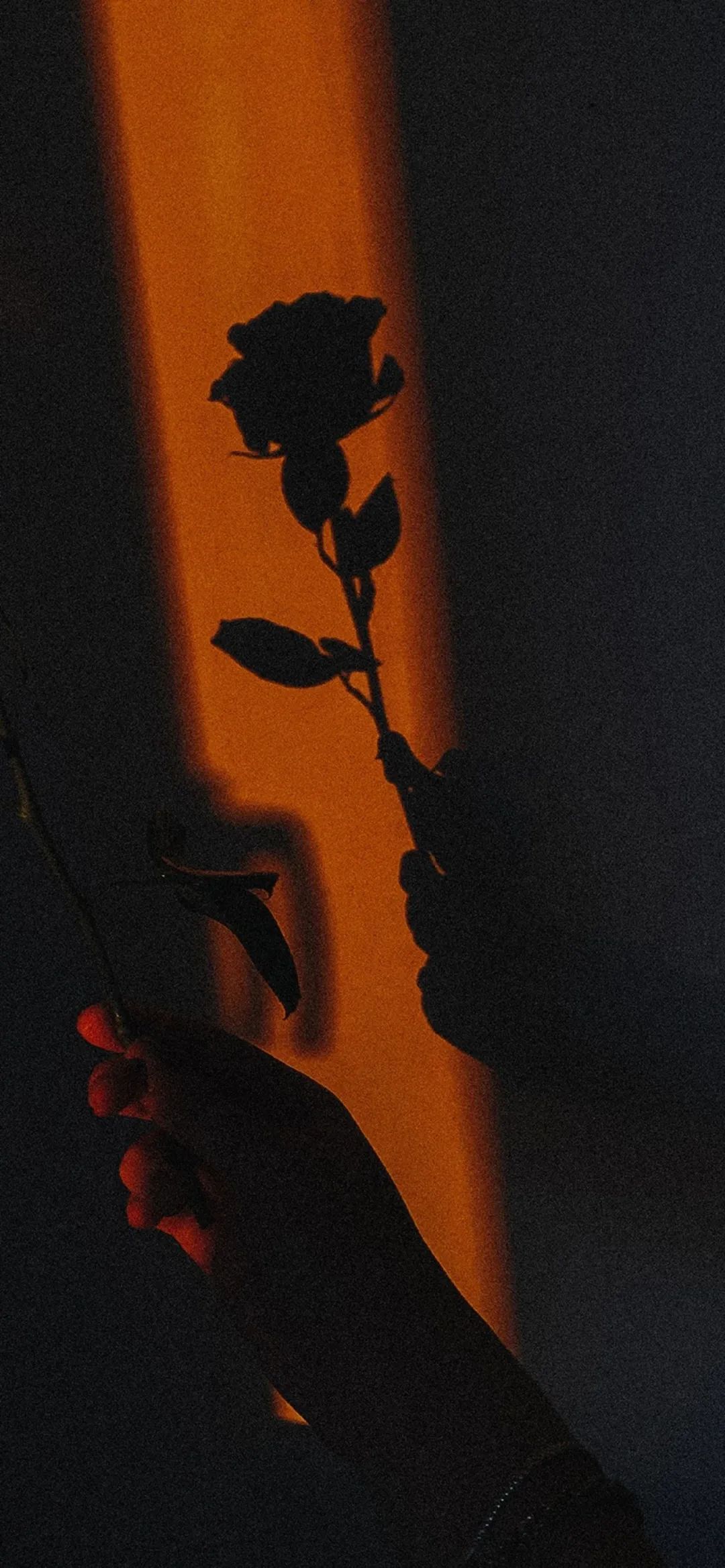 玫瑰花的影子手机壁纸