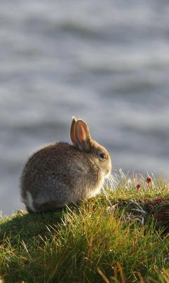 江边吃草的可爱兔子手机壁纸