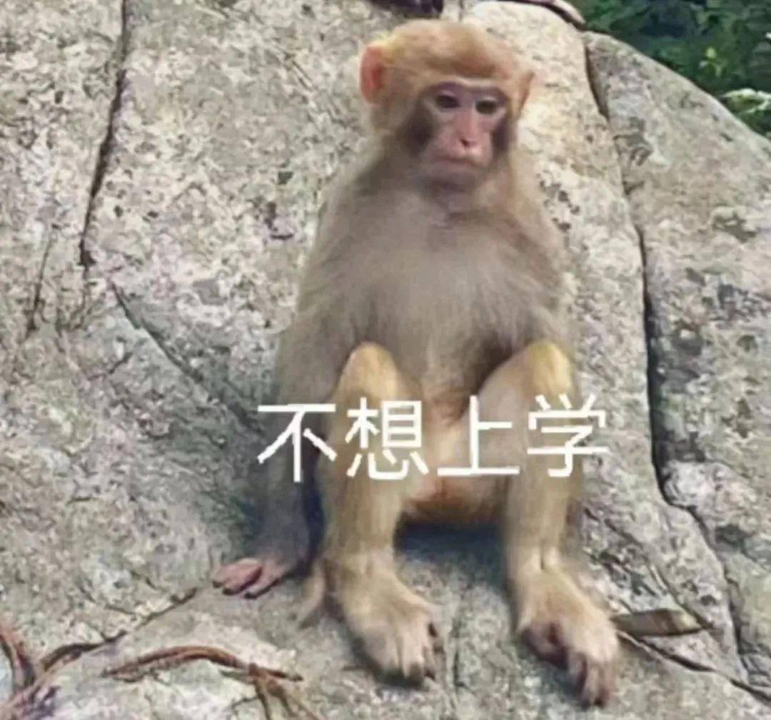 猴子：不想上学