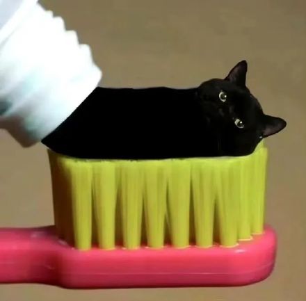 可爱的牙膏猫咪表情包 ​