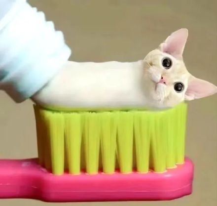 可爱的牙膏猫咪表情包 ​